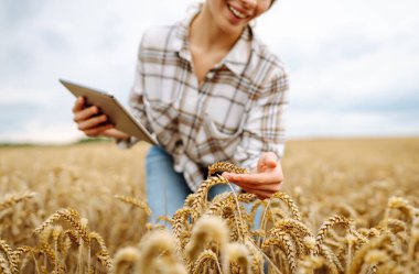 Buğday tarlasında oturan bir kadın, güneşli bir günde verileri kontrol etmek için tablet kullanıyor. Yazın sonlarında altın ekinlerle çevrili. Tarım, bahçıvanlık, iş veya ekoloji kavramı.