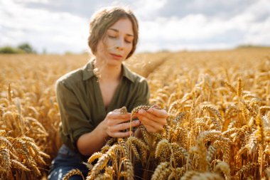 Bir kadın gün batımında olgunlaşmış buğdayı tarımın ve hasat zamanının güzelliğini gösteren altın bir tarlada inceliyor. Hasat. Agrobusiness.