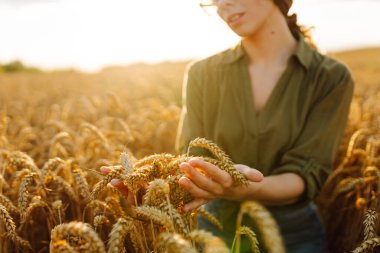 Bir kadın gün batımında olgunlaşmış buğdayı tarımın ve hasat zamanının güzelliğini gösteren altın bir tarlada inceliyor. Hasat. Agrobusiness.