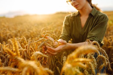 Bir kadın gün batımında olgunlaşmış buğdayı tarımın ve hasat zamanının güzelliğini gösteren altın bir tarlada inceliyor. Hasat. Agrobusiness.