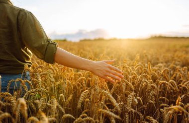 Bir kadın gün batımında olgunlaşmış buğdayı tarımın ve hasat zamanının güzelliğini gösteren altın bir tarlada inceliyor. Hasat. Agrobusiness.