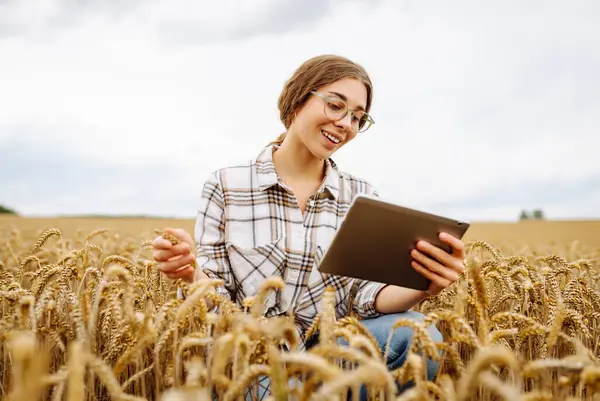 Buğday tarlasında oturan bir kadın, güneşli bir günde verileri kontrol etmek için tablet kullanıyor. Yazın sonlarında altın ekinlerle çevrili. Tarım, bahçıvanlık, iş veya ekoloji kavramı.