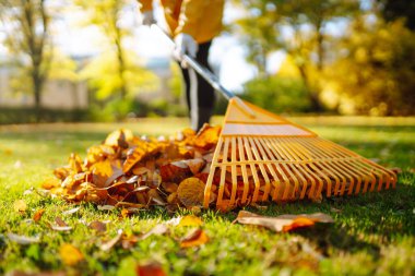 Sonbahar yapraklarını tırmıkla topla, bahçede çalış, park et. Gönüllü olma, mevsimlik bahçıvanlık.