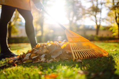 Sonbahar yapraklarını tırmıkla topla, bahçede çalış, park et. Gönüllü olma, mevsimlik bahçıvanlık.