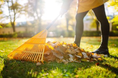 Sonbahar yapraklarını tırmıkla topla, bahçede çalış, park et. Gönüllü olma, mevsimlik bahçıvanlık.