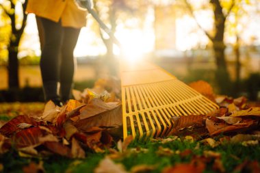 Sonbahar yapraklarını tırmıkla topla, bahçede çalış, park et. Gönüllü olma, mevsimlik bahçıvanlık.