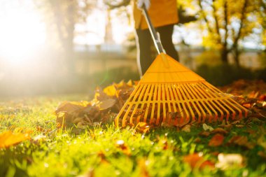 Sonbahar yapraklarını tırmıkla topla, bahçede çalış, park et. Gönüllü olma, mevsimlik bahçıvanlık.