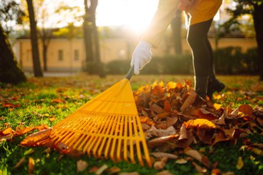 Sonbahar yapraklarını tırmıkla topla, bahçede çalış, park et. Gönüllü olma, mevsimlik bahçıvanlık.
