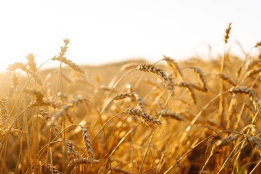 Gün batımında olgunlaşan sarı buğday tarlalarının arka planı. Büyüyen doğa hasadı. Tarım çiftliği