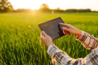 Kadın çiftçi yeşil alanda dijital tablette çalışıyor. Akıllı çiftlik. Tarım sektörü kavramı