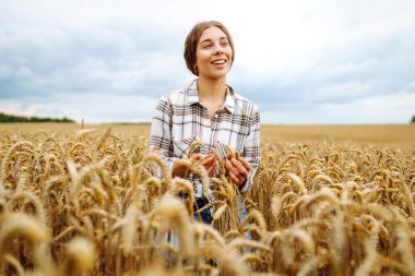 Buğday kalitesi kontrolü. Agronomist altın bir tarlada buğday kulakları tutar. Hasat. Tarım işi. Bahçe konsepti.