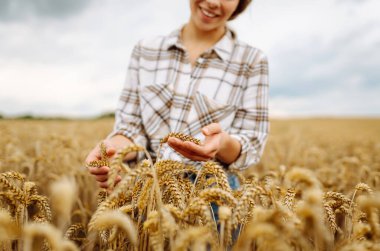 Buğday kalitesi kontrolü. Agronomist altın bir tarlada buğday kulakları tutar. Hasat. Tarım işi. Bahçe konsepti.