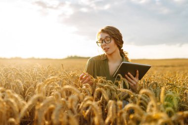 Akıllı çiftlik. Buğday tarlasında dijital tabletli genç bir kadın çiftçi. Tarım, bahçıvanlık, iş veya ekoloji kavramı.