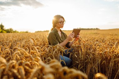 Akıllı çiftlik. Buğday tarlasında dijital tabletli genç bir kadın çiftçi. Tarım, bahçıvanlık, iş veya ekoloji kavramı.