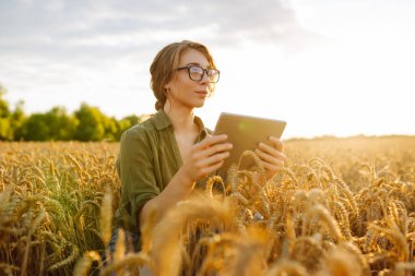 Akıllı çiftlik. Buğday tarlasında dijital tabletli genç bir kadın çiftçi. Tarım, bahçıvanlık, iş veya ekoloji kavramı.
