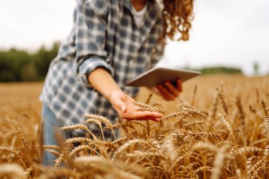 Buğday kalitesi kontrolü. Agronomist altın bir tarlada buğday kulakları tutar. Zengin hasat.