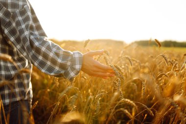 Buğday kalitesi kontrolü. Agronomist altın bir tarlada buğday kulakları tutar. Zengin hasat.
