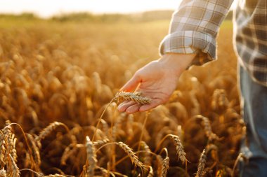 Buğday kalitesi kontrolü. Agronomist altın bir tarlada buğday kulakları tutar. Zengin hasat.
