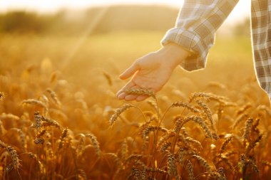 Buğday kalitesi kontrolü. Agronomist altın bir tarlada buğday kulakları tutar. Zengin hasat.