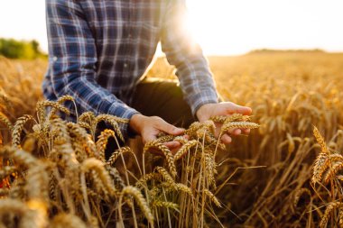 Akıllı çiftlik ve dijital tarım. Tahıl tarlasını inceleyin. Tablet ile çalışan çiftçi.