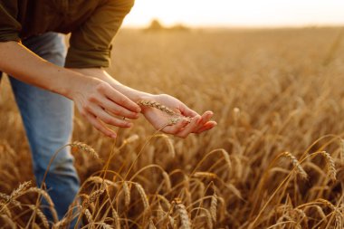 Buğday kalitesi kontrolü. Buğday tarlasında buğday kulaklı kadın çiftçi. Zengin hasat.