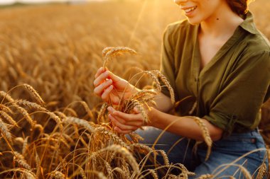 Buğday kalitesi kontrolü. Buğday tarlasında buğday kulaklı kadın çiftçi. Zengin hasat.