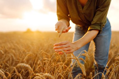 Buğday kalitesi kontrolü. Buğday tarlasında buğday kulaklı kadın çiftçi. Zengin hasat.