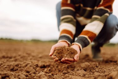 Kadınların elleri tarladaki kara toprakları ayırıyor. Uzman çiftçi tohum veya bitki yetiştirmeden önce toprak sağlığını kontrol ediyor. Doğa sağlıklı yiyecekler.