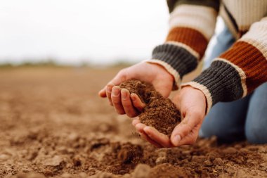 Kadınların elleri tarladaki kara toprakları ayırıyor. Uzman çiftçi tohum veya bitki yetiştirmeden önce toprak sağlığını kontrol ediyor. Doğa sağlıklı yiyecekler.