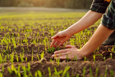 Tarlada genç buğdayların yeşil yapraklarına dokunan kadın eli. Çiftçi gelecekteki buğday hasadını inceliyor. Doğal tarım kavramı, tarım.