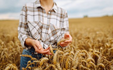 Güzel kadın çiftçi buğdayın kalitesini kontrol ediyor. Kadın çiftçinin elinde olgunlaşmış altın buğday kulakları. Hasat. Tarım sektörü. 