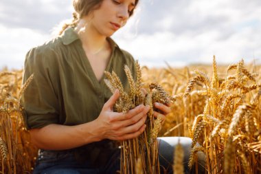 İyi bir çiftçi kadın tarlada yürüyor ve elini buğday hasadının altın kulaklarında gezdiriyor. Buğday kulakları tutuyor, tahıl kalitesini kontrol ediyor. İnanılmaz gün batımı ışığı 