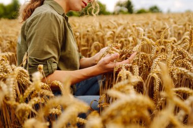 İyi bir çiftçi kadın tarlada yürüyor ve elini buğday hasadının altın kulaklarında gezdiriyor. Buğday kulakları tutuyor, tahıl kalitesini kontrol ediyor. İnanılmaz gün batımı ışığı 