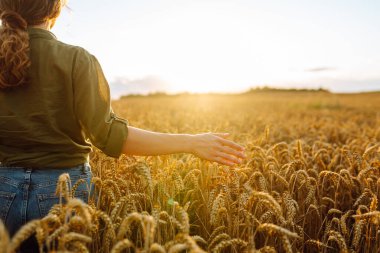 İyi bir çiftçi kadın tarlada yürüyor ve elini buğday hasadının altın kulaklarında gezdiriyor. Buğday kulakları tutuyor, tahıl kalitesini kontrol ediyor. İnanılmaz gün batımı ışığı 
