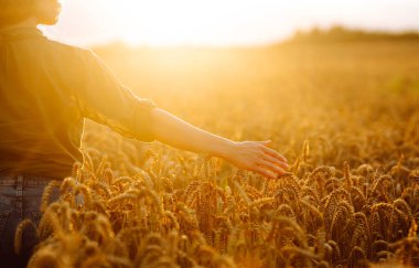 İyi bir çiftçi kadın tarlada yürüyor ve elini buğday hasadının altın kulaklarında gezdiriyor. Buğday kulakları tutuyor, tahıl kalitesini kontrol ediyor. İnanılmaz gün batımı ışığı 