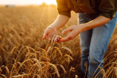 Hasadı analiz eder. Buğday tarlasında buğday kulaklı kadın çiftçi. Hasat. Agrobusiness.