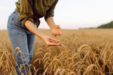 Hasadı analiz eder. Buğday tarlasında buğday kulaklı kadın çiftçi. Hasat. Agrobusiness.