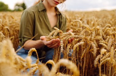 Kadın çiftçi gün batımında buğday çiftliğinde ekinleri inceliyor. Tarım gıda endüstrisi. Zengin hasat.