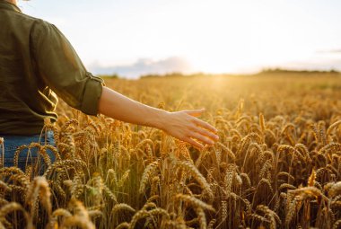 Kadın çiftçi gün batımında buğday çiftliğinde ekinleri inceliyor. Tarım gıda endüstrisi. Zengin hasat.