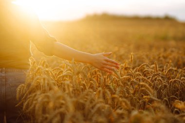 Kadın çiftçi gün batımında buğday çiftliğinde ekinleri inceliyor. Tarım gıda endüstrisi. Zengin hasat.