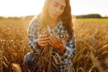 Buğday tarlasında bir kadın çiftçi hasadı kontrol ediyor, kaliteli. Tarım gıda endüstrisi. Zengin hasat.