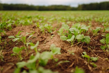 Kış için ayrılmadan önce sonbaharda kışın tecavüz eden genç bitkilerle dolu güzel bir tarla. Yeşil Kereste Alanı.