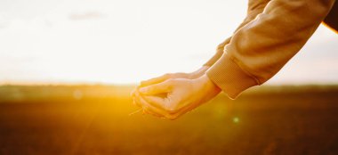 Çiftçi toprağı yakından tutuyor. Erkek elleri tarlada toprağa dokunuyor tarım, bahçıvanlık..