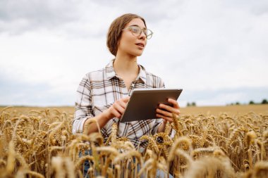 Modern tarım teknolojisi, tarlada dijital tabletle çalışan kadın çiftçi..