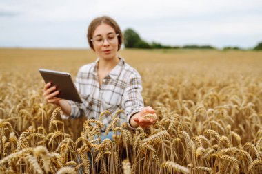 Modern tarım teknolojisi, tarlada dijital tabletle çalışan kadın çiftçi..