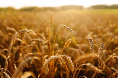 Gün batımında altın buğday kulaklı tarım manzarası. Sonbahar hasadı. Büyüyen doğa hasadı.
