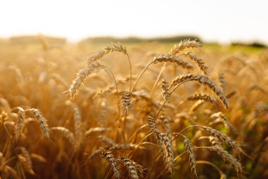 Gün batımında altın buğday kulaklı tarım manzarası. Sonbahar hasadı. Büyüyen doğa hasadı.