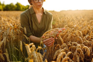 Kadın çiftçi buğdayın kalitesini kontrol ediyor. Buğday kulakları. Hasat. Tarım sektörü.