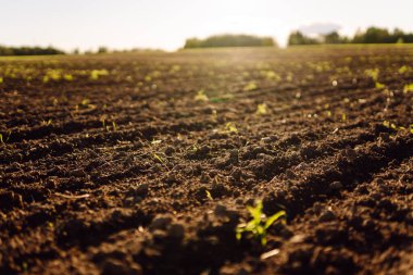 Black soil prepared for planting crop. Dirt soil ground in farm. Rich harvest concept. Agricultural background. Concept of farming. clipart