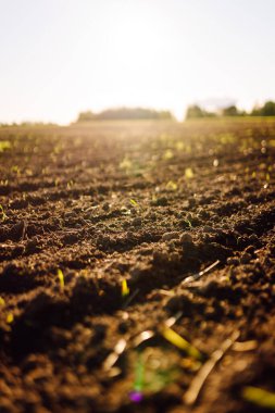 Black soil prepared for planting crop. Dirt soil ground in farm. Rich harvest concept. Agricultural background. Concept of farming. clipart